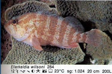 Ellerkeldia wilsoni